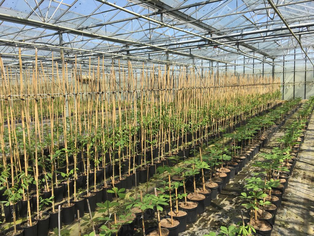 POP Rijen planten op bagger